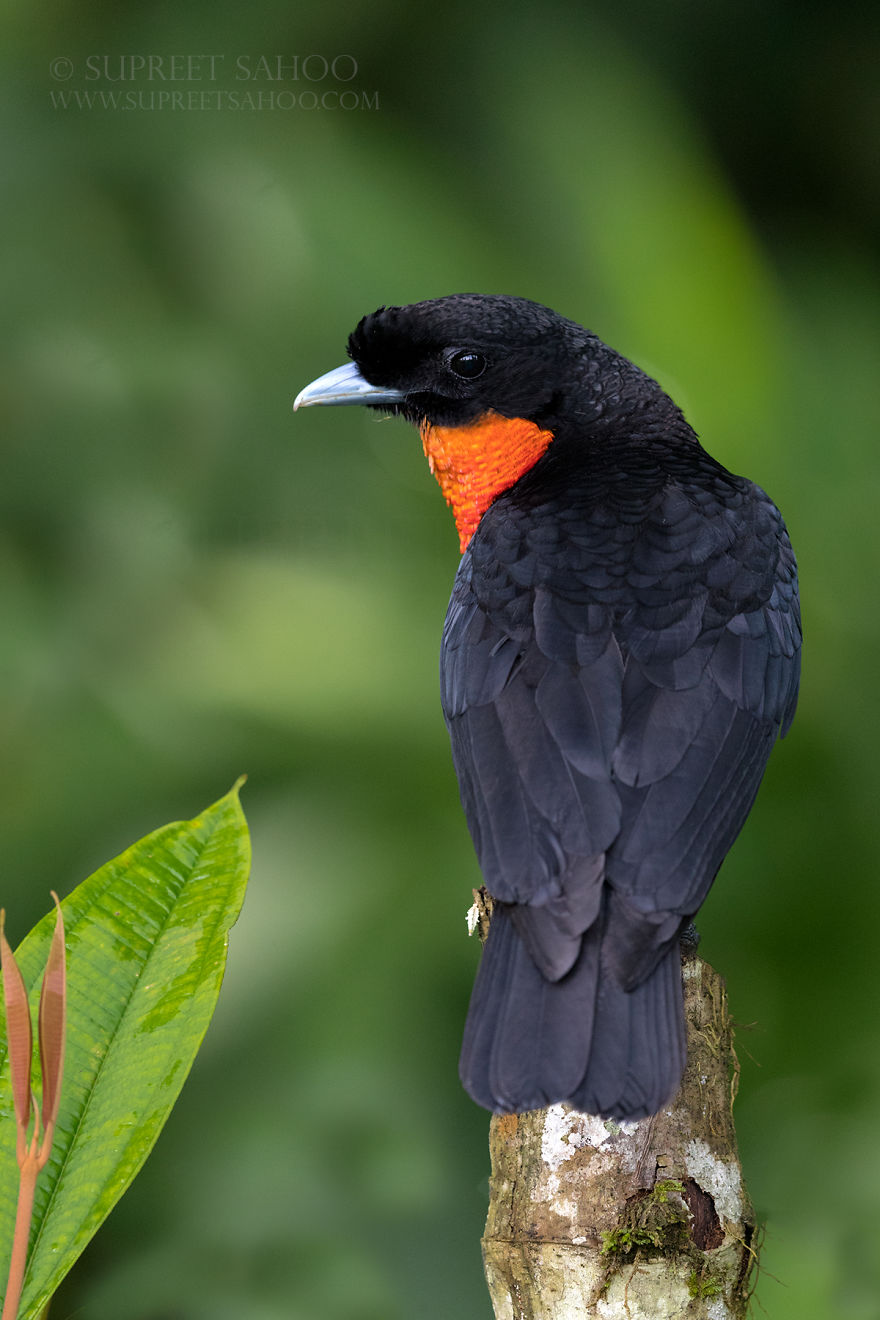 Red-Ruffed Fruit-Crow