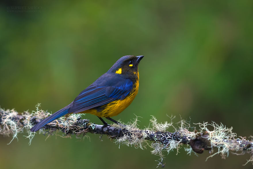 Lacrimose-Mountain Tanager