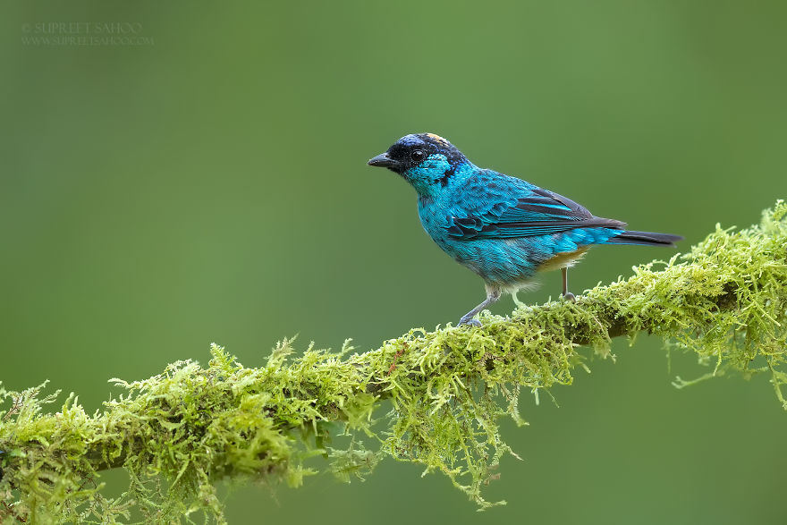 Golden-Naped Tanager