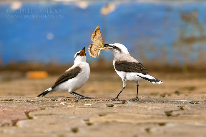 Two birds in the Brazilian Atlantic Forest interacting, one holding a large butterfly in its beak on a stone surface.