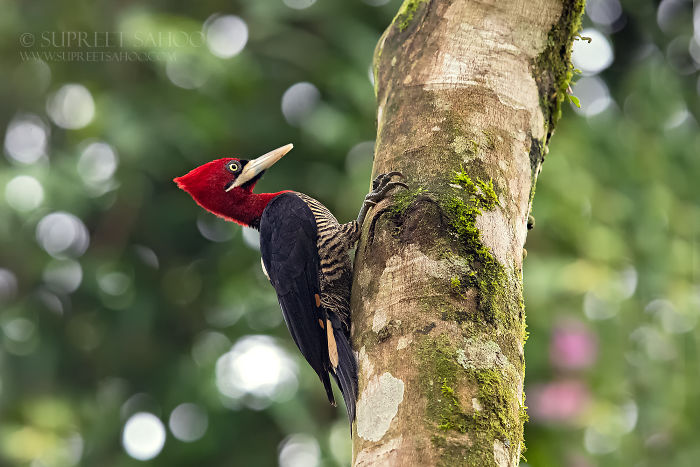 Woodpecker with bright red head perched on a tree trunk in the Brazilian Atlantic Forests, showcasing exotic bird diversity.