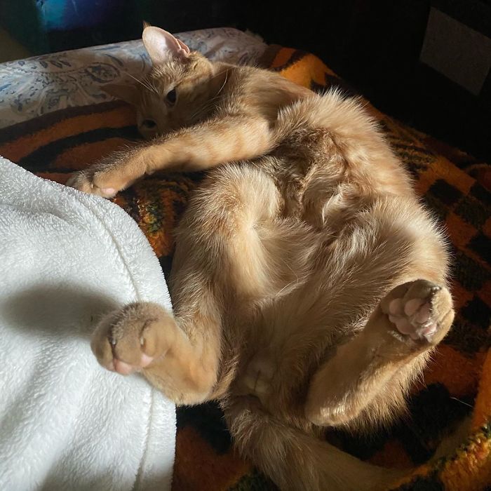 Este es Carrot, un gato que se ha vuelto viral por volver locos a sus dueños