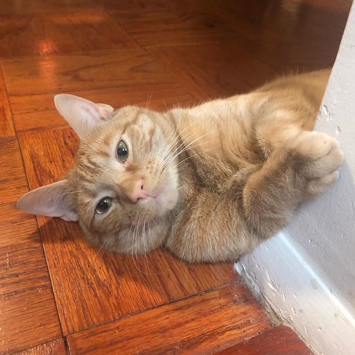 Este es Carrot, un gato que se ha vuelto viral por volver locos a sus dueños