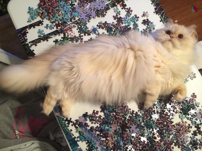 You Shall Not Puzzle Peon. Do Not Resist The Floof