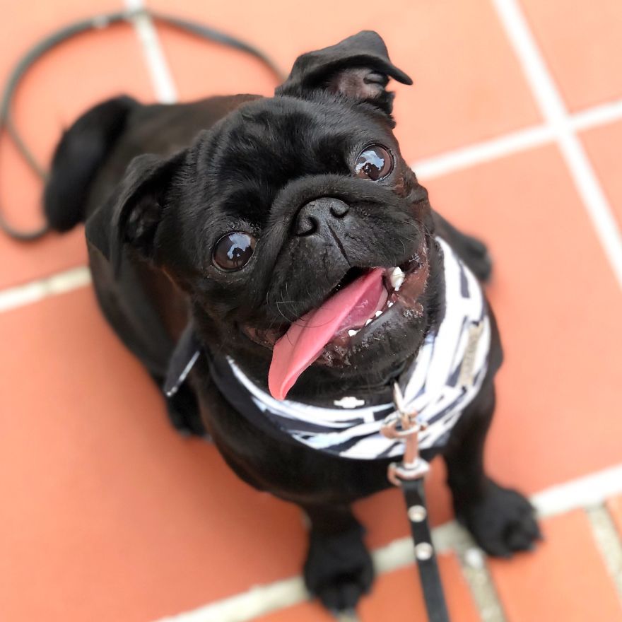 This Pug "Gimli" Has The Longest Tongue And It Doesnt Even Fit In His Mouth.