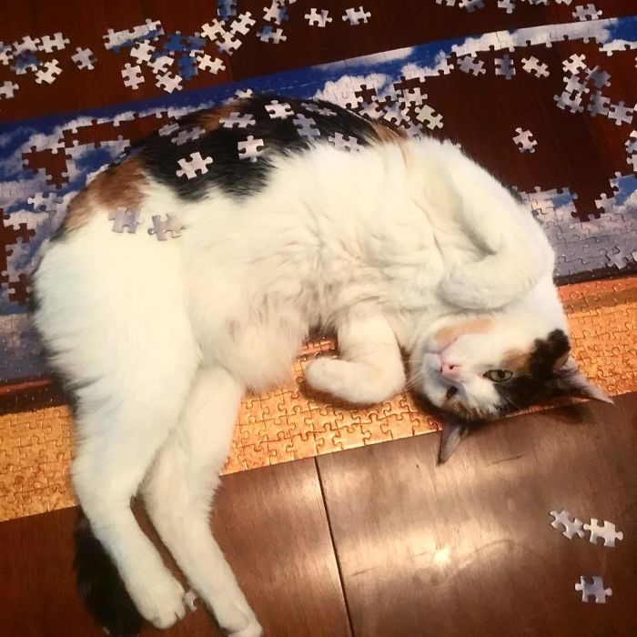 Puzzle Cat Polly