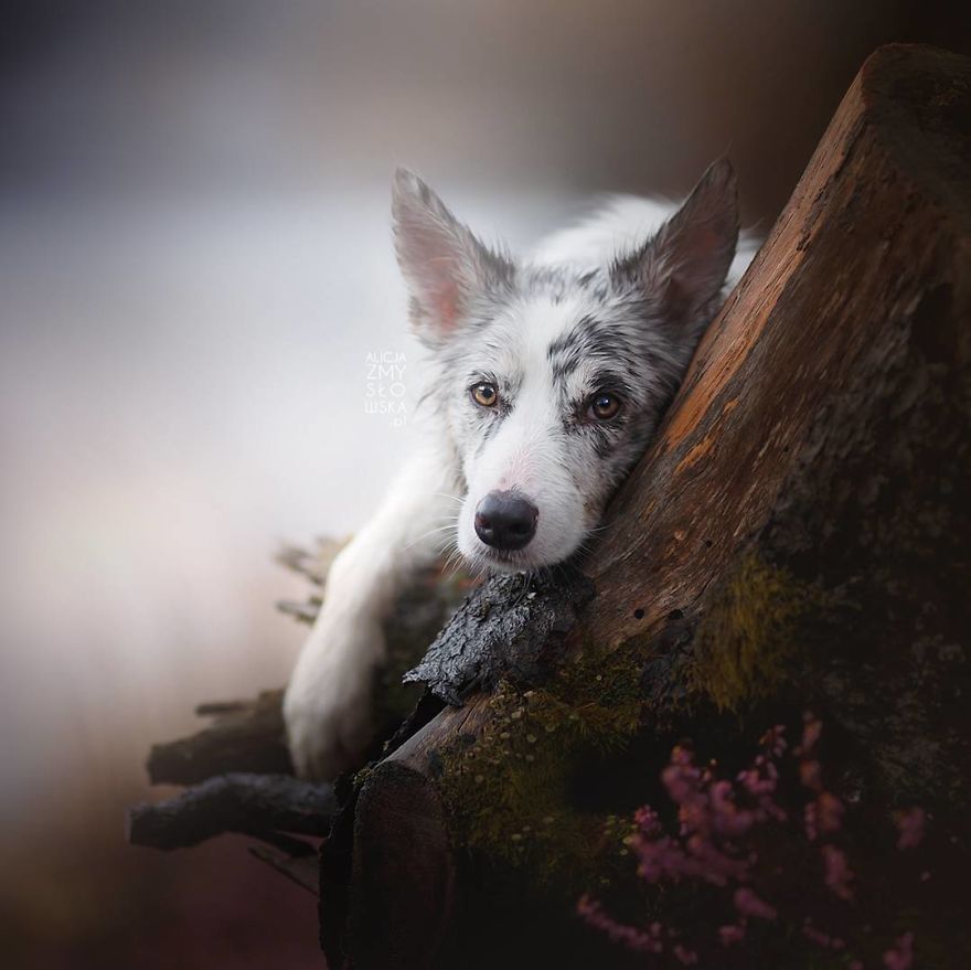 I Came Back With More Heartwarming Dog Portraits That Will Make You Smile