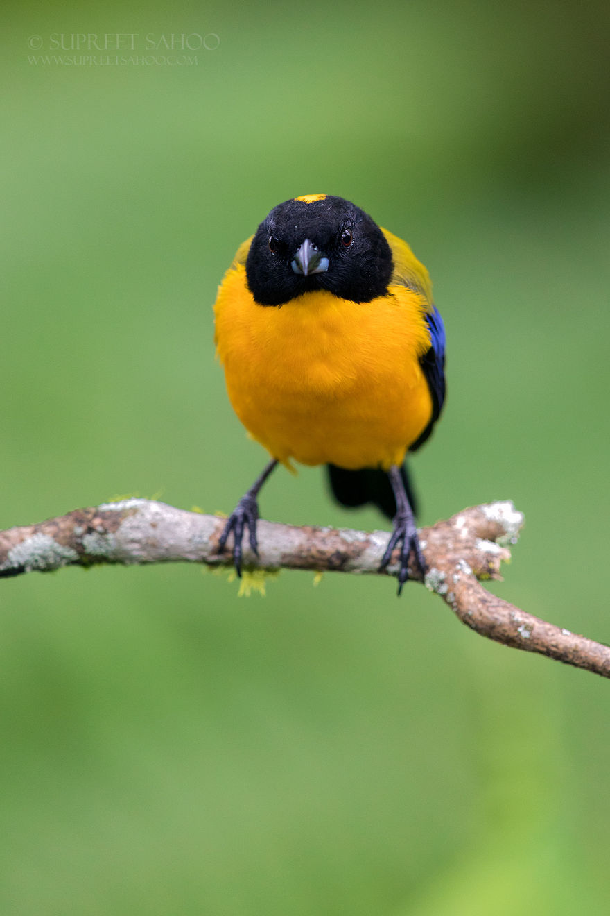 Black-Hooded Mountain Tanager