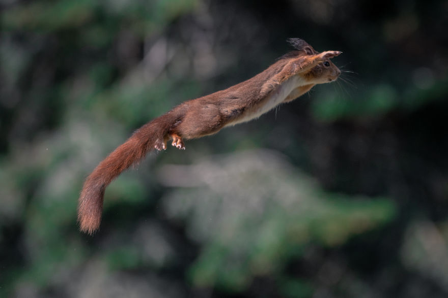 Isolated Photographer Builds A Squirrel Jumping Setup
