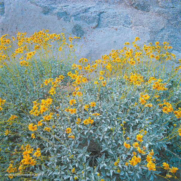 Brittlebush-Wildflowers-and-Granite-Anza-Borrego-Desert-SP-CA-5e86098e93dbe.jpg