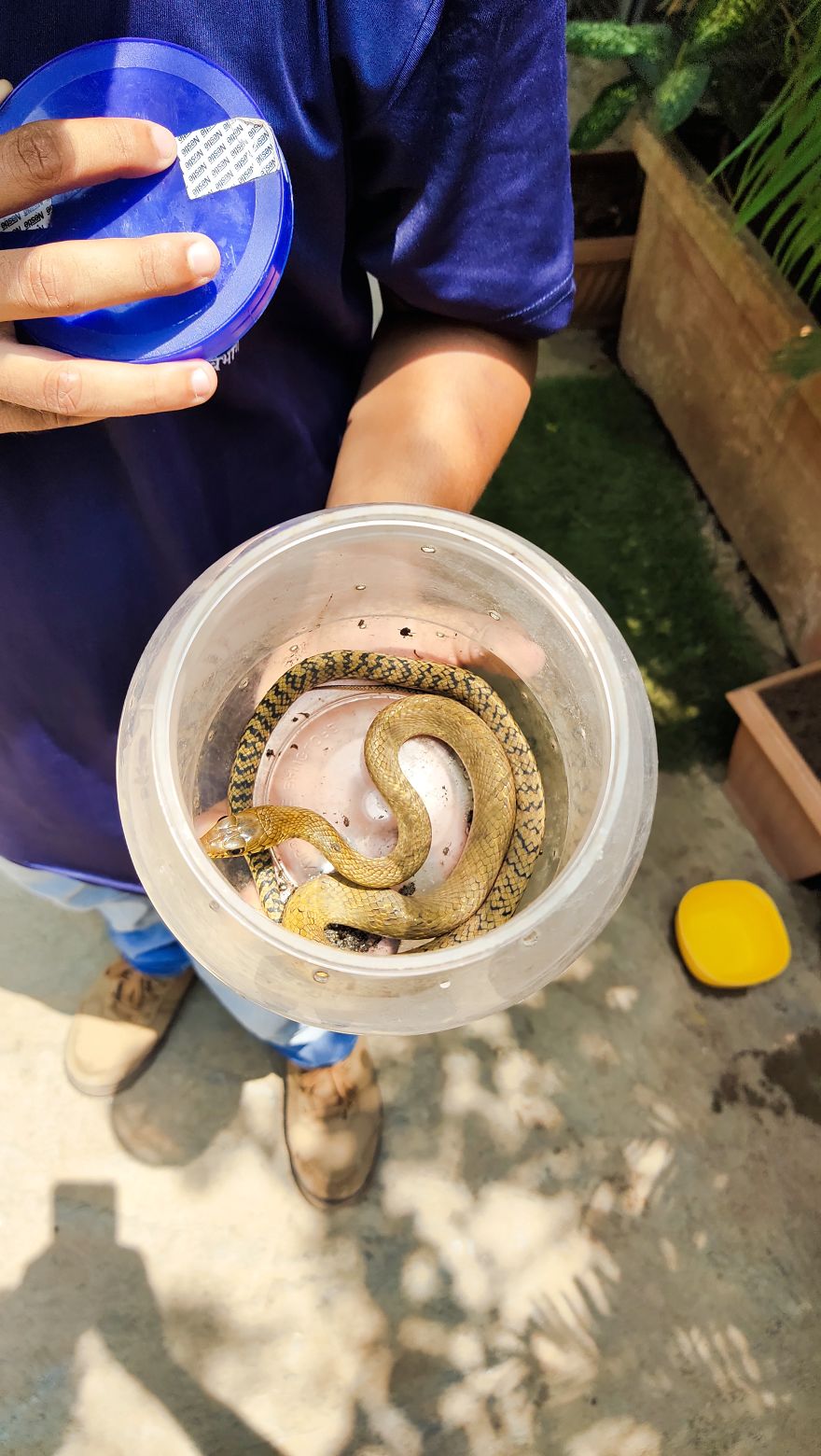 Compassion For Animals – The Snake Story Compassion For Animals – The Snake Story