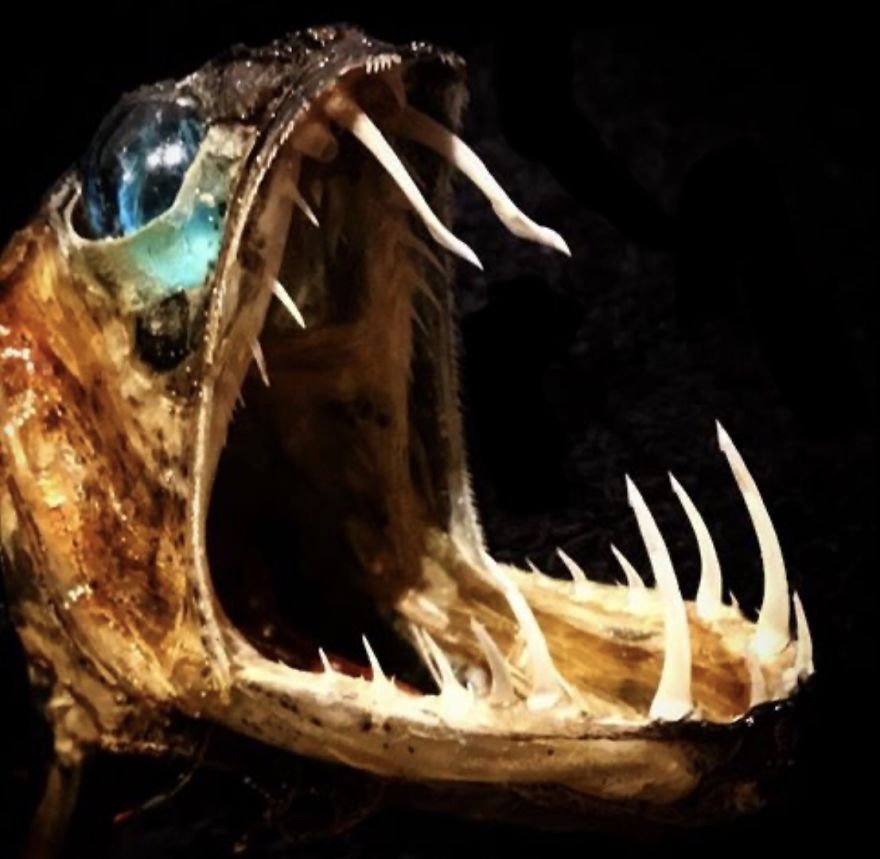 I Taxidermy Deep Sea Fish For Museums