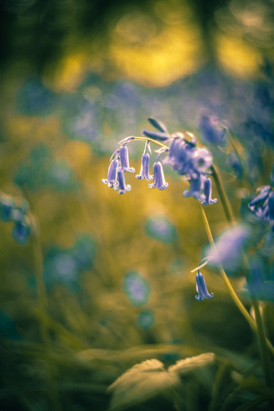 I Photographed Bluebells With An Old Russian Lens.