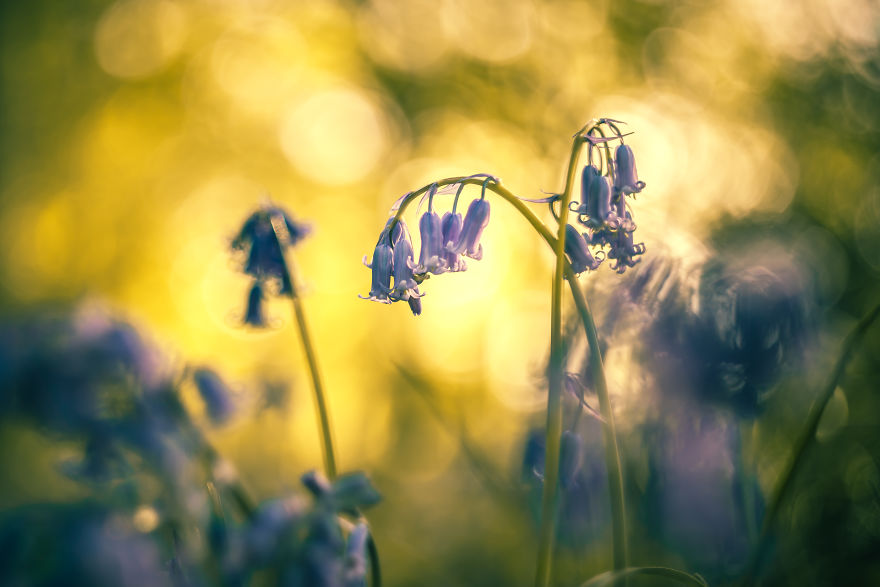 I Photographed Bluebells With An Old Russian Lens.