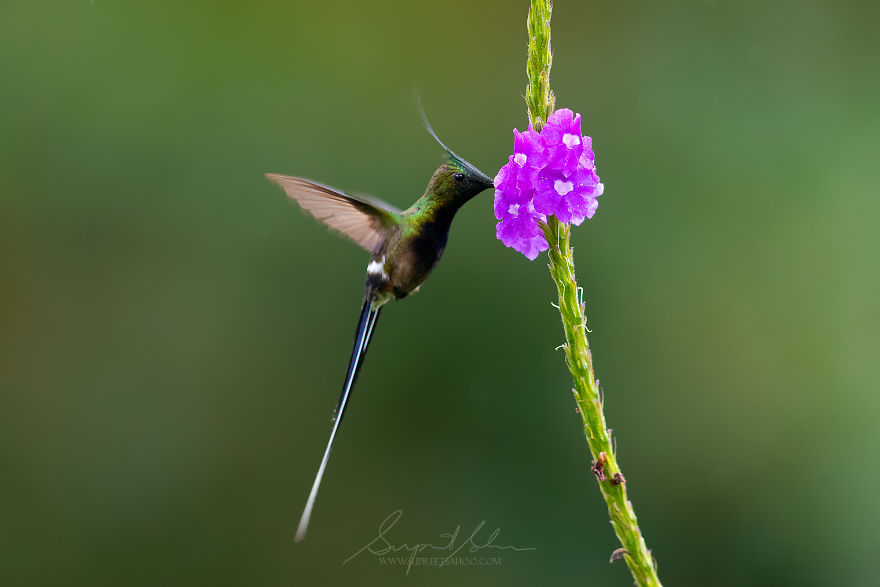 Wire-Crested Thorntail