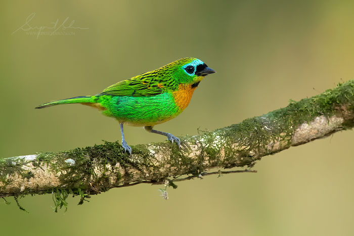 Colorful exotic bird perched on a mossy branch in the Brazilian Atlantic Forest, showcasing diverse bird species.