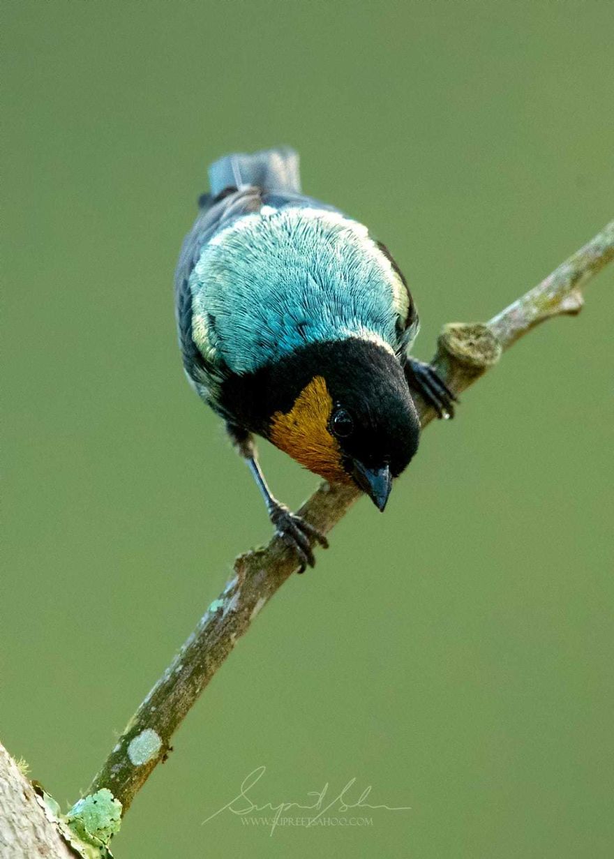 Silver-Backed Tanager
