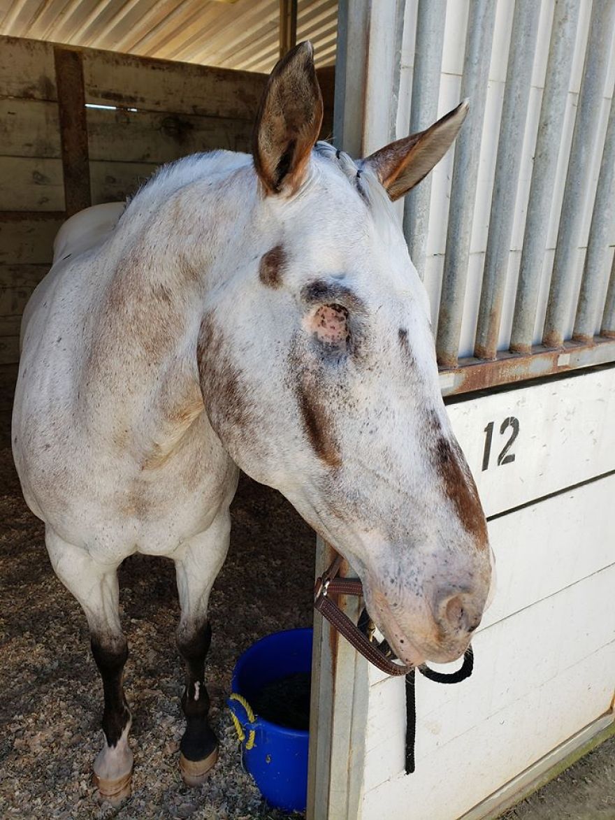 Meet Adorable Endo The Blind Horse That Can Still Do Anything