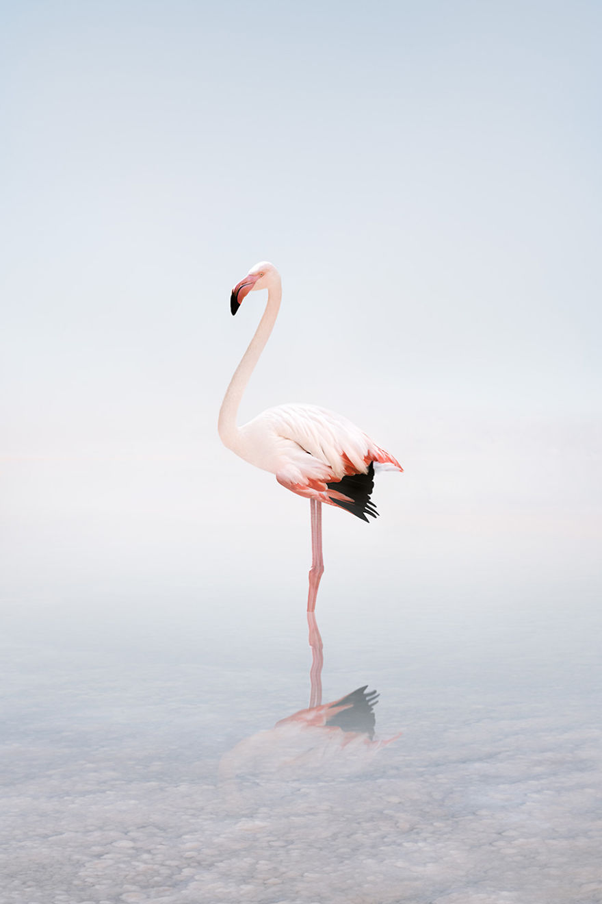 Wondering White Flamingo