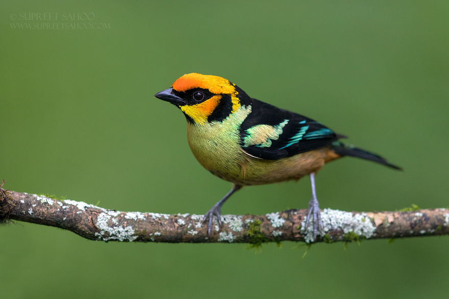 Flame Faced Tanager
