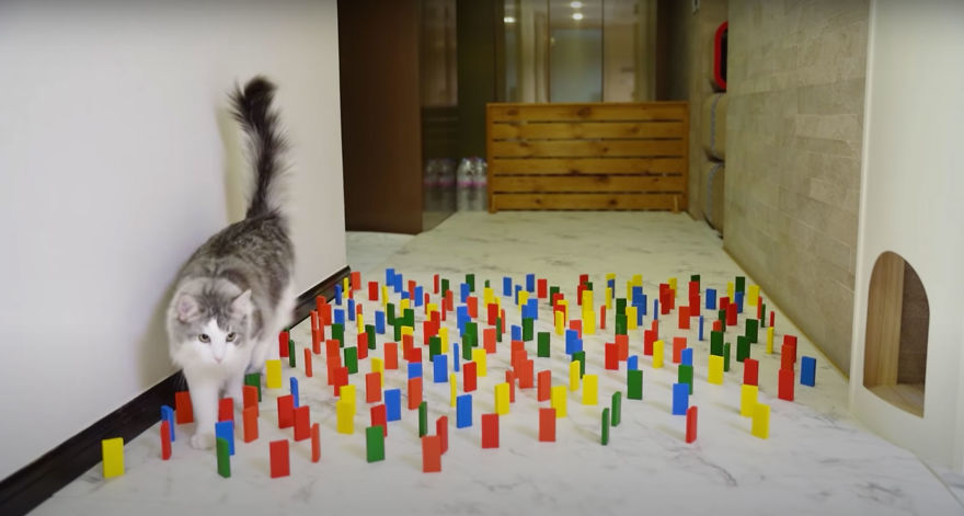 This Viral Challenge Shows How Differently Cats And Dogs Deal With Obstacles In Their Way