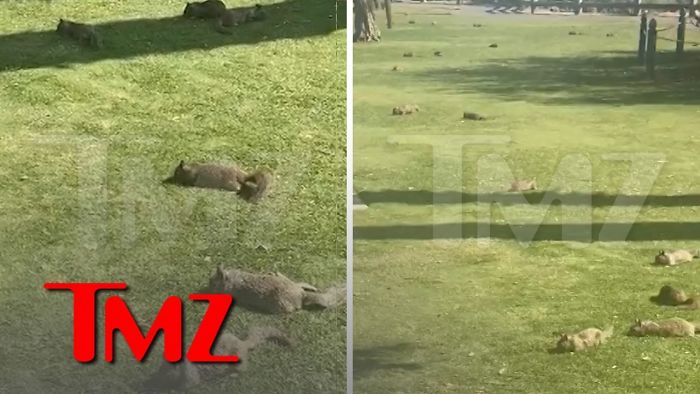 Docenas de ardillas en un parque de Santa Mónica