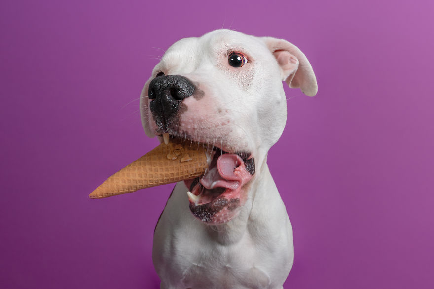 I Scream, You Scream, The Doggies Scream For Ice Cream!