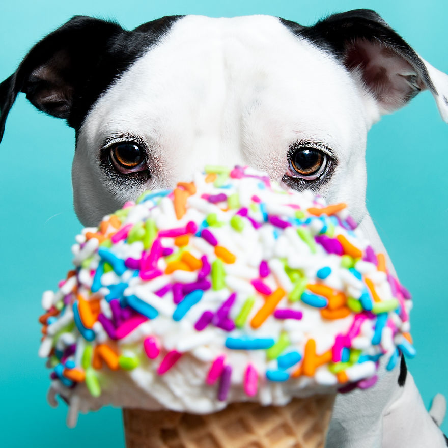 I Scream, You Scream, The Doggies Scream For Ice Cream!