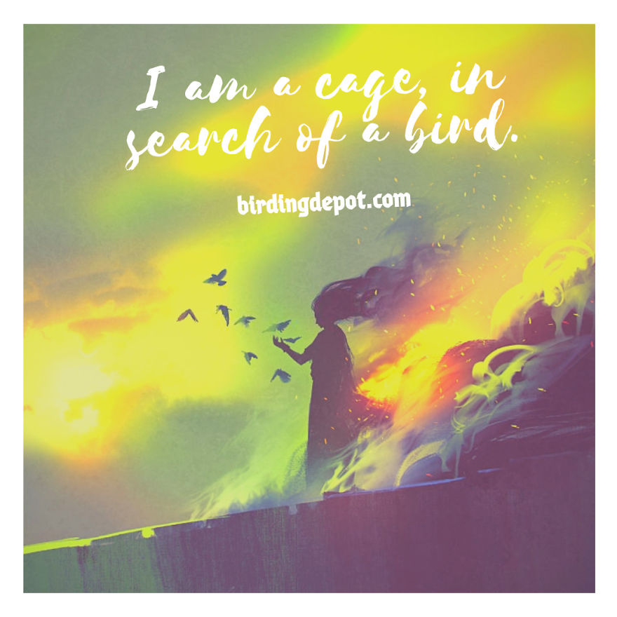 I Am A Cage, In Search Of A Bird.