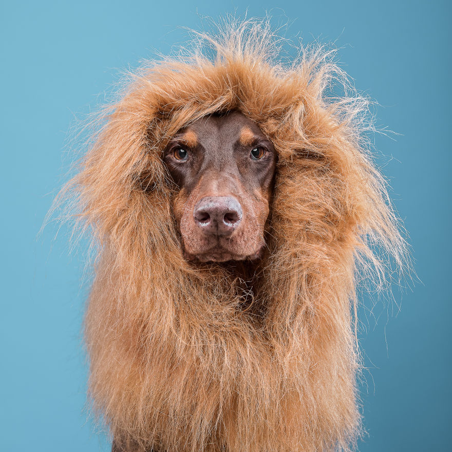 I Put A Lion Mane And An Angel Halo On These Dogs And The Results Are Hilarious!