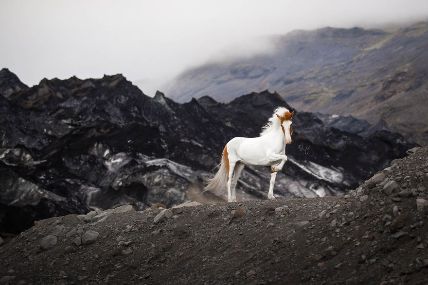 I Photograph Horses In The Breathtaking Icelandic Landscape