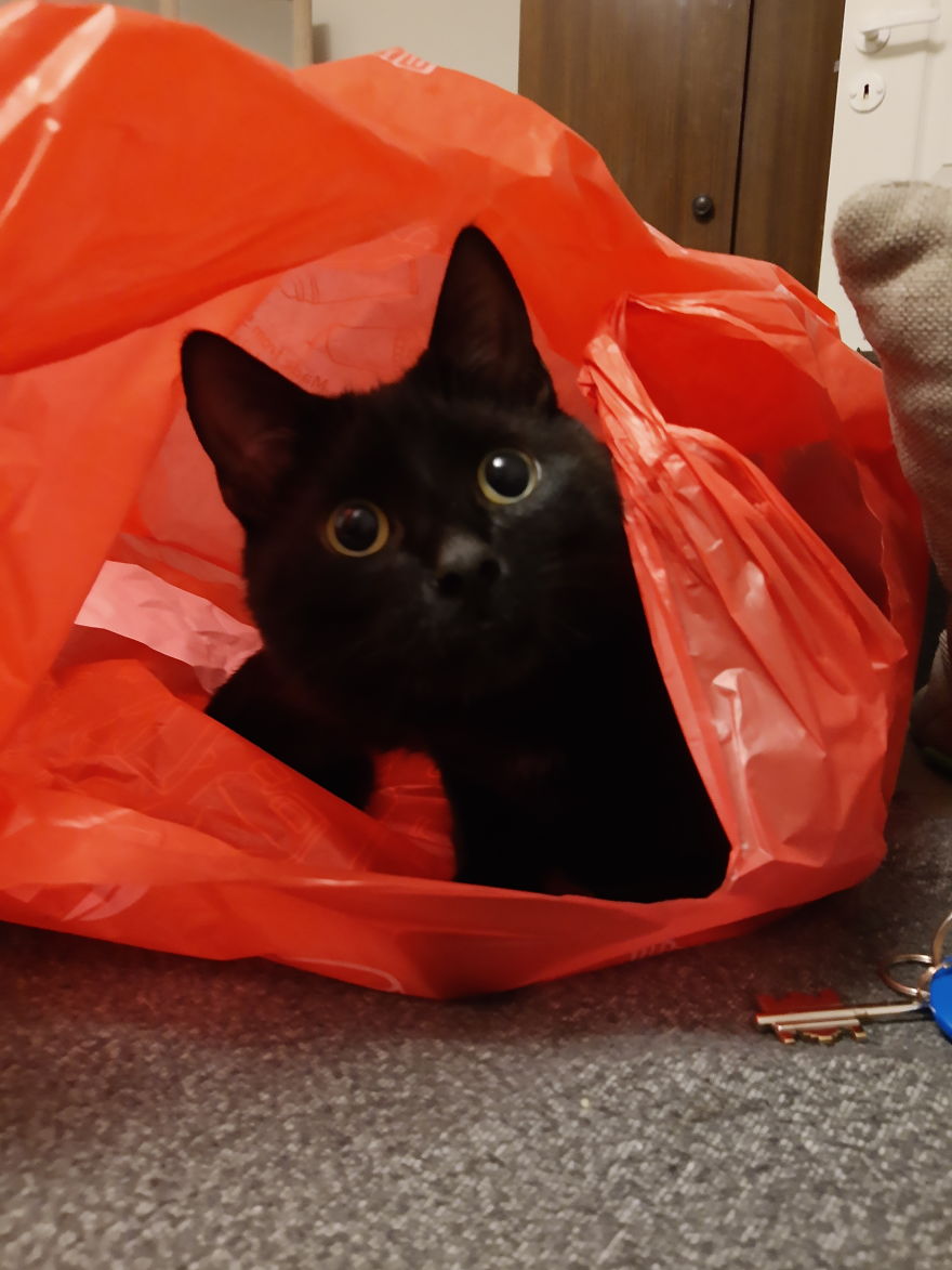 Cat Enjoys Spending Quality Time With His Dad During Quarantine Cat Enjoys Spending Quality Time With His Dad During Quarantine