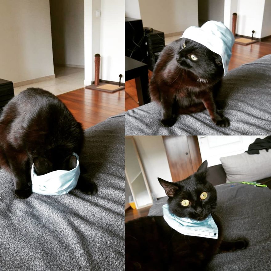 Cat Enjoys Spending Quality Time With His Dad During Quarantine Cat Enjoys Spending Quality Time With His Dad During Quarantine