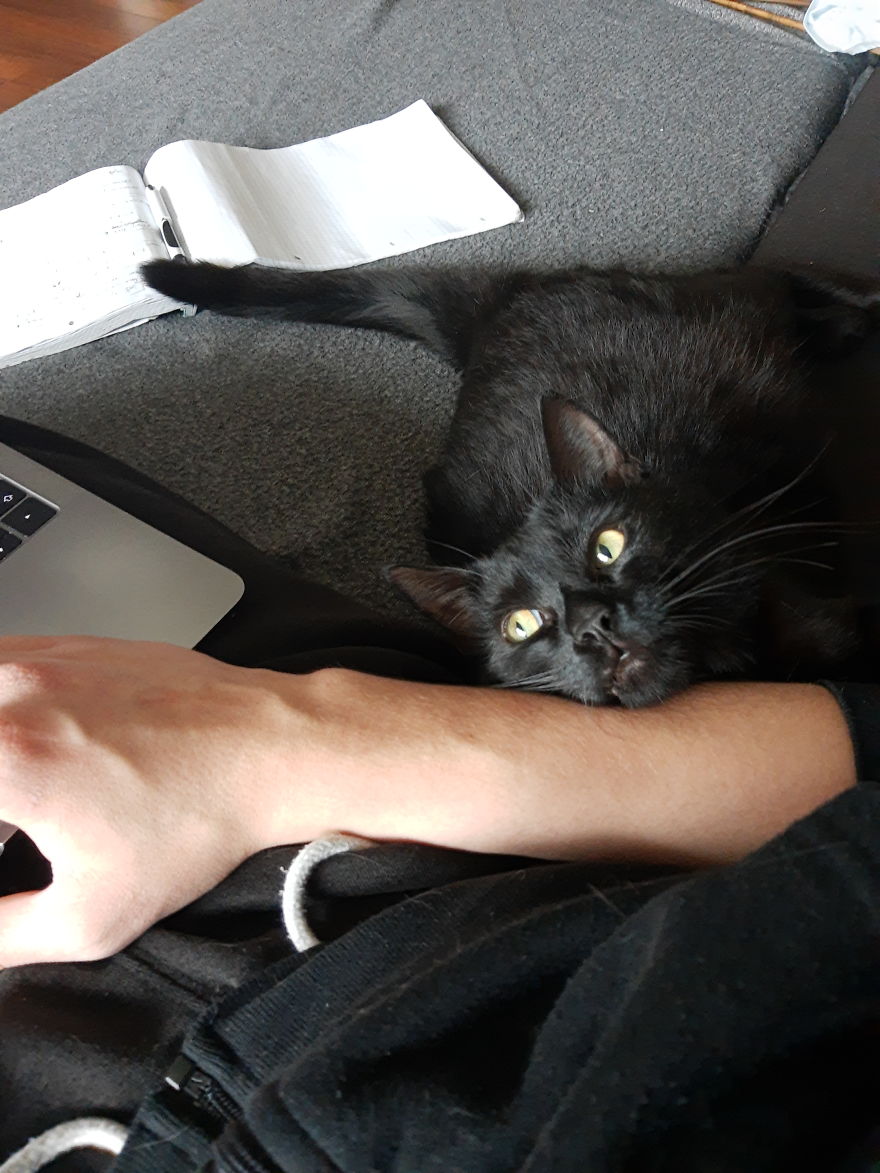 Cat Enjoys Spending Quality Time With His Dad During Quarantine Cat Enjoys Spending Quality Time With His Dad During Quarantine