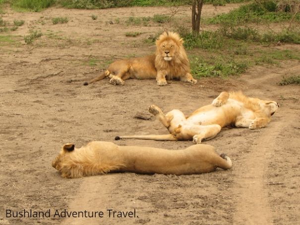 Tanzania Wildlife