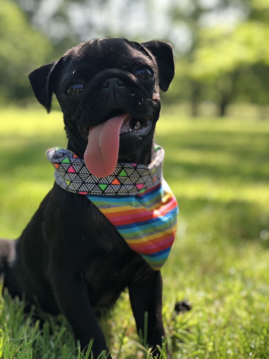 This Pug "Gimli" Has The Longest Tongue And It Doesnt Even Fit In His Mouth.