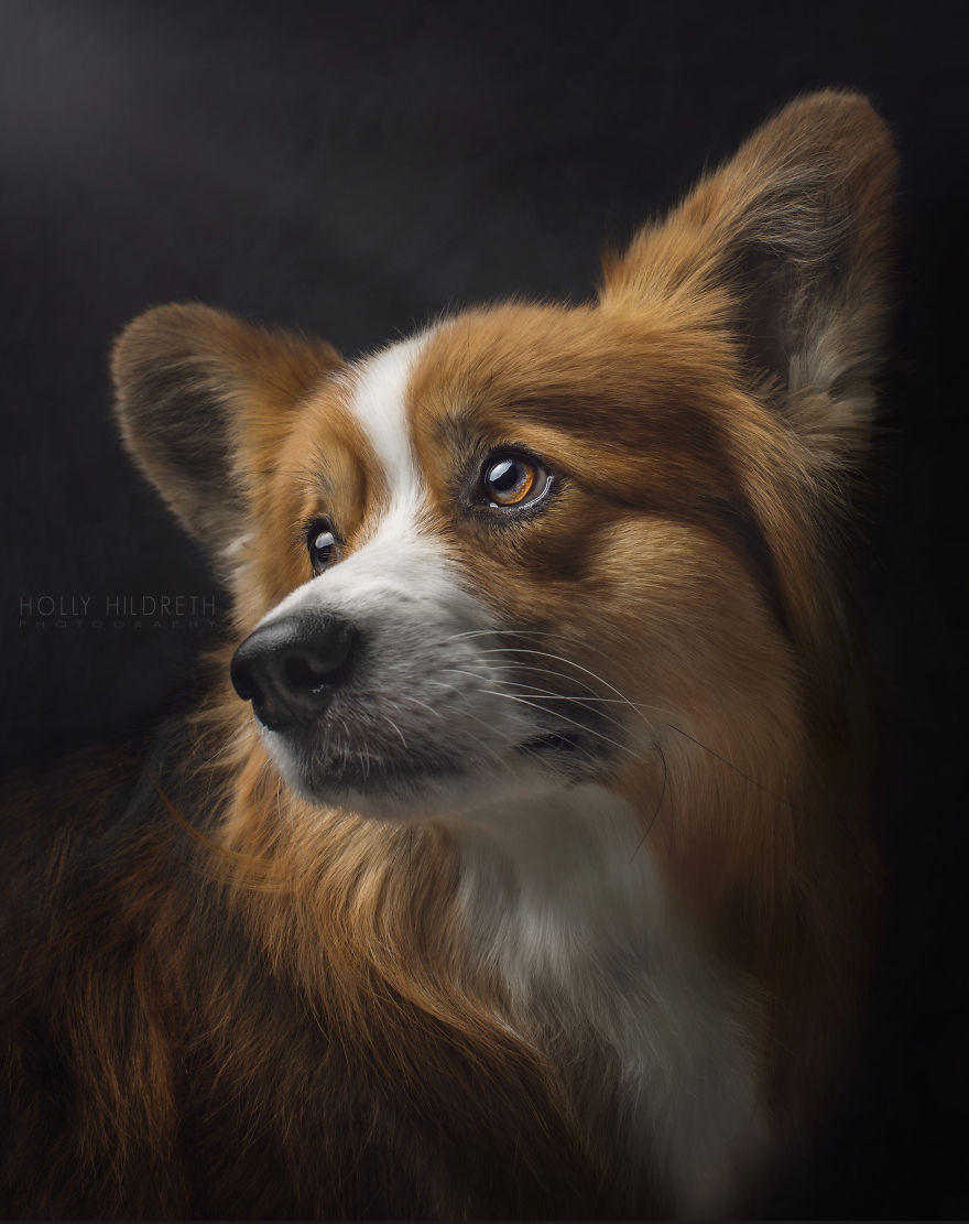 Meet Rigby Rumplebottom, The Fabio Of Corgis Meet Rigby Rumplebottom, The Fabio Of Corgis