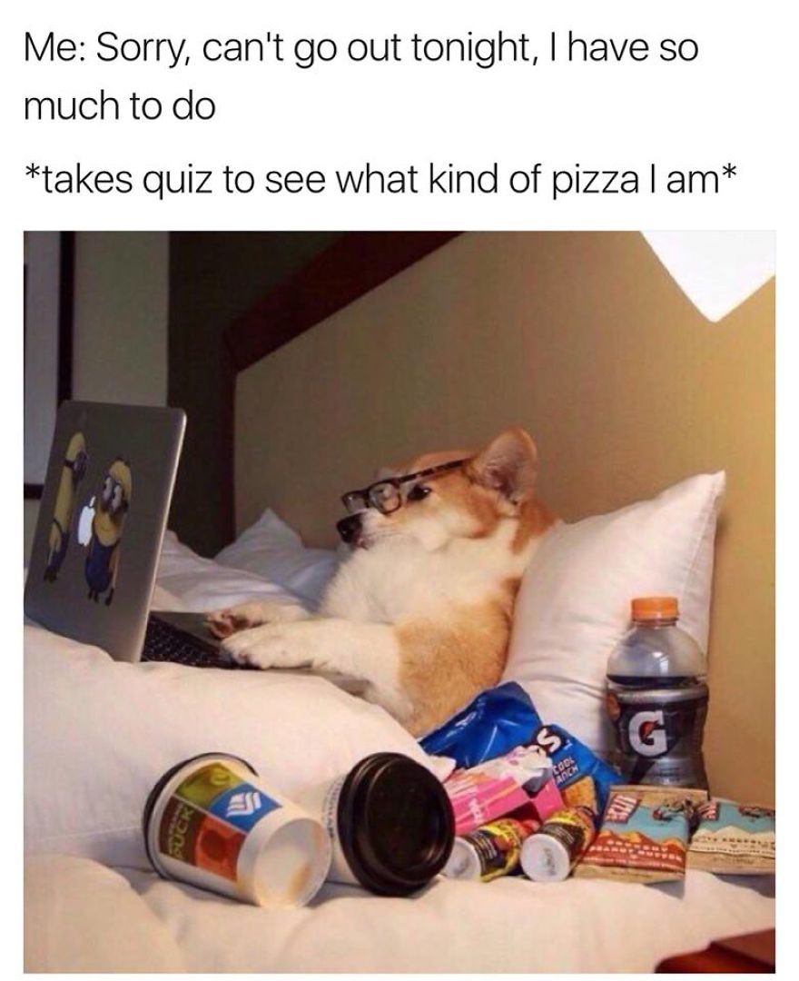 It Can Be Hard To Stay Positive During These Times, So Here Are 20 Animal Memes That I Gathered To Brighten Your Day!