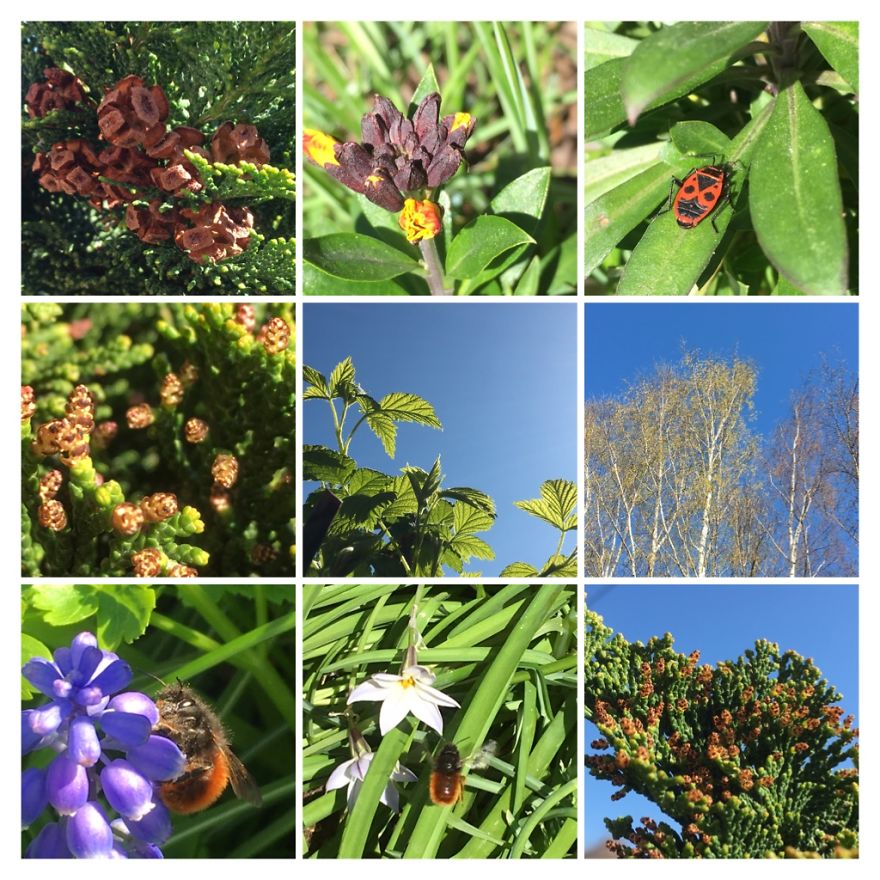 I've Started My Own Photo-Challenge During The Corona-Crisis: One Nature (Inspired) Photo Collage Each Day With Photos From Own Garden And House