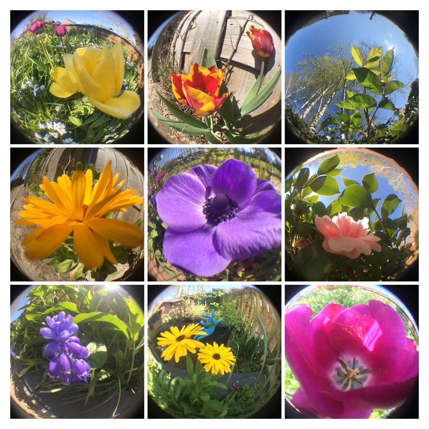 I've Started My Own Photo-Challenge During The Corona-Crisis: One Nature (Inspired) Photo Collage Each Day With Photos From Own Garden And House