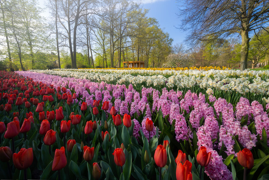 The Most Beautiful Flower Garden In The World Has No Visitors For The First Time In 71 Years And I Got To Capture It (31 Pics)