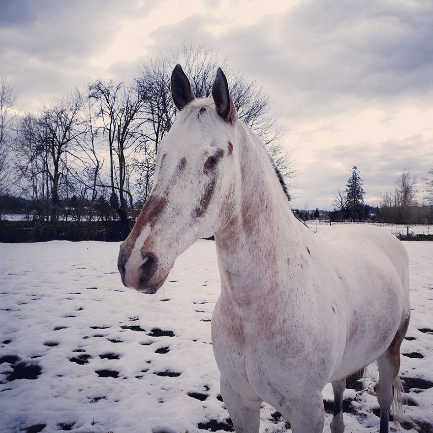 Meet Adorable Endo The Blind Horse That Can Still Do Anything