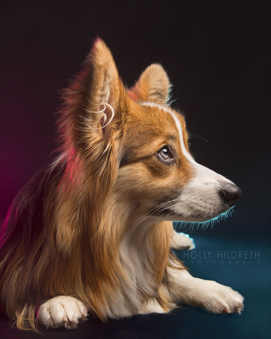 Meet Rigby Rumplebottom, The Fabio Of Corgis Meet Rigby Rumplebottom, The Fabio Of Corgis