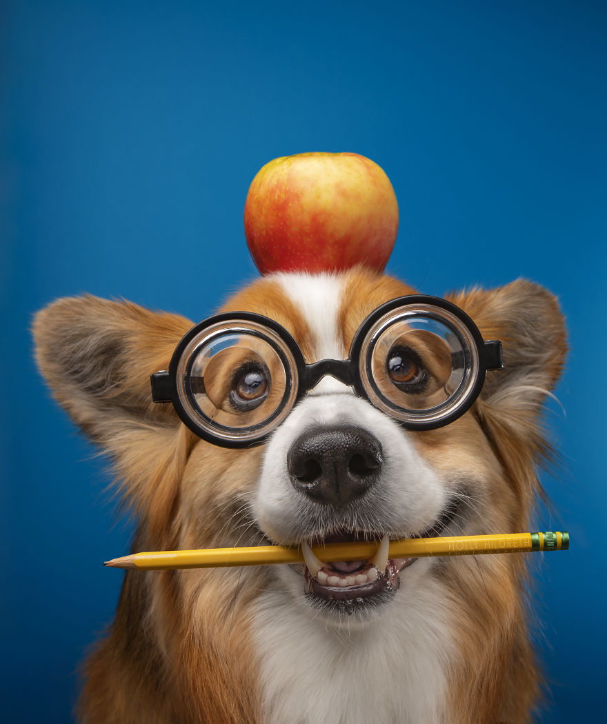 Meet Rigby Rumplebottom, The Fabio Of Corgis Meet Rigby Rumplebottom, The Fabio Of Corgis