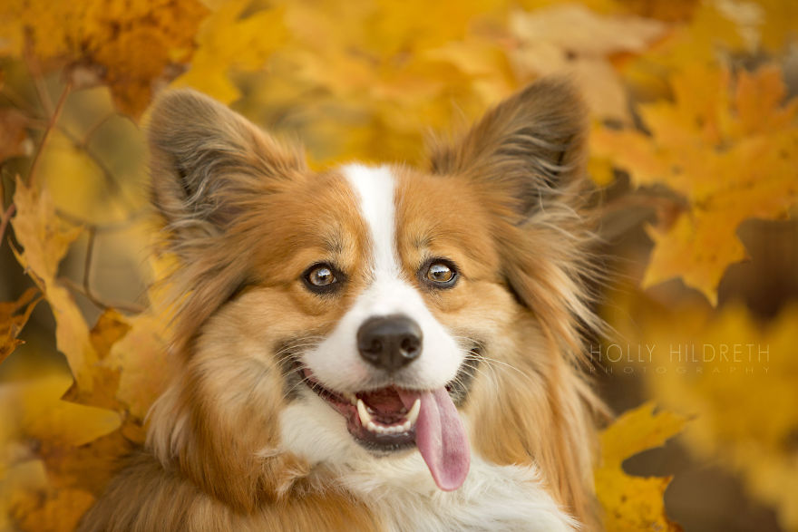 Meet Rigby Rumplebottom, The Fabio Of Corgis Meet Rigby Rumplebottom, The Fabio Of Corgis