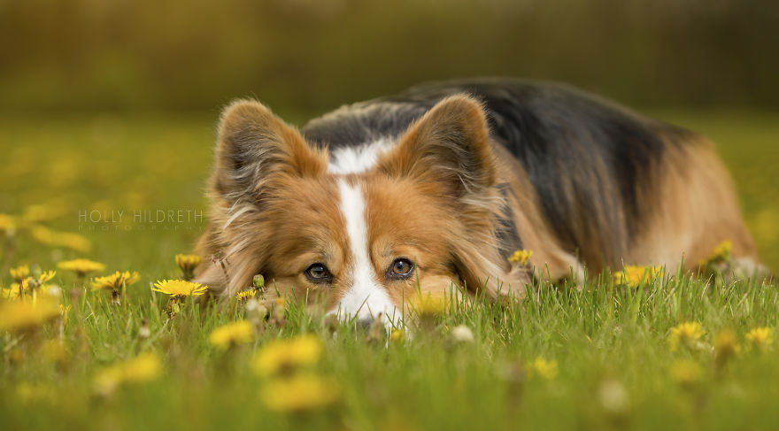 Meet Rigby Rumplebottom, The Fabio Of Corgis Meet Rigby Rumplebottom, The Fabio Of Corgis