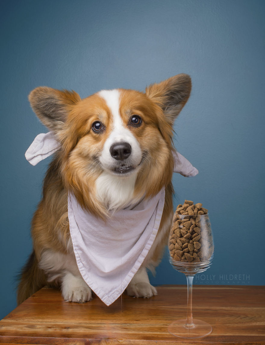 Meet Rigby Rumplebottom, The Fabio Of Corgis Meet Rigby Rumplebottom, The Fabio Of Corgis