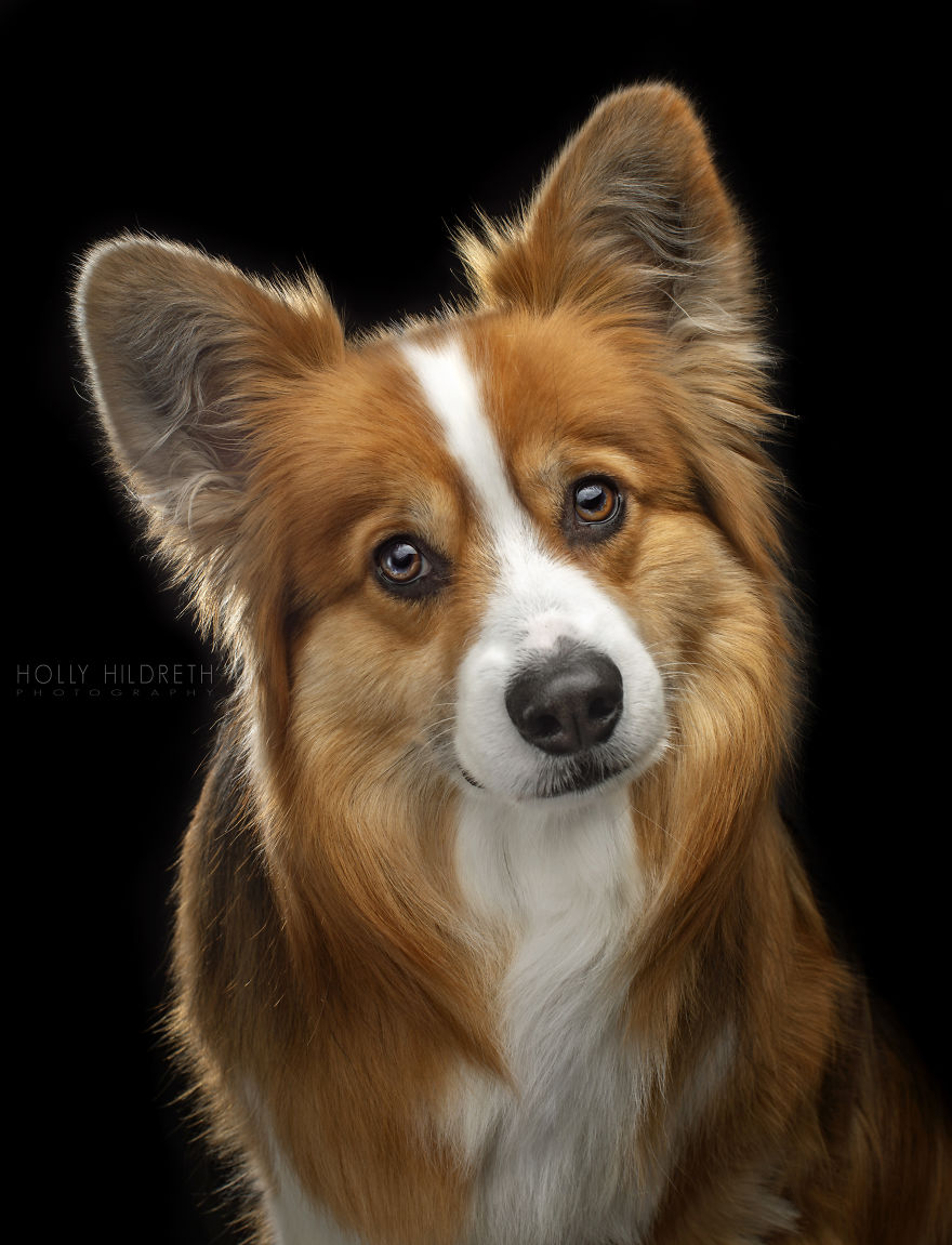 Meet Rigby Rumplebottom, The Fabio Of Corgis Meet Rigby Rumplebottom, The Fabio Of Corgis