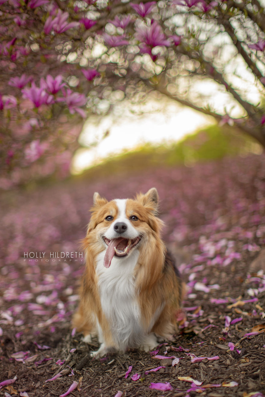 Meet Rigby Rumplebottom, The Fabio Of Corgis Meet Rigby Rumplebottom, The Fabio Of Corgis