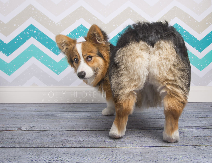 Meet Rigby Rumplebottom, The Fabio Of Corgis Meet Rigby Rumplebottom, The Fabio Of Corgis
